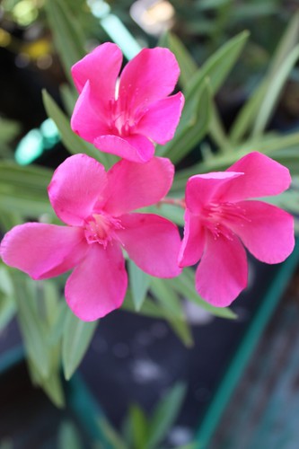 Oleander stecklinge - oleander,