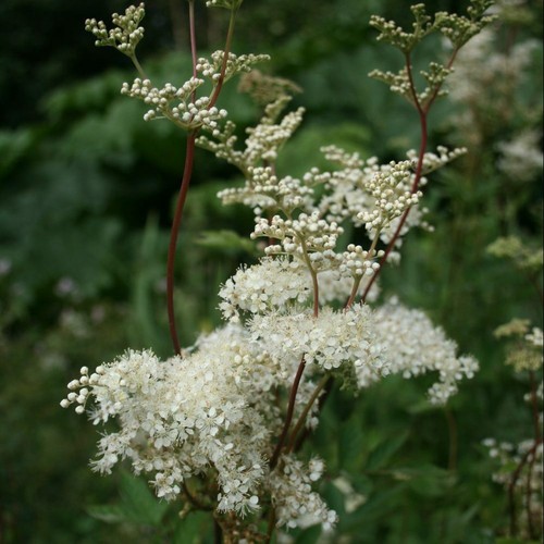 Mädesüßkraut filipendula - mädesüßkraut,