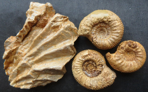 Fossilien ammonit jura dogger - fossilien,