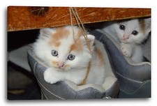 Lein-Wand-Bild: Katzenbabies