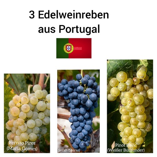 Weinrebe syrah rot - weinrebe,,