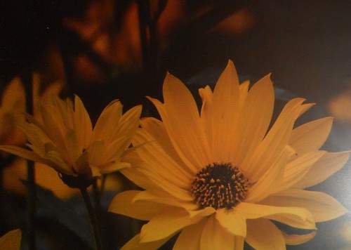 Staudensonnenblume 6 - ,