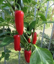 Chilisamen Jalapeno Chili Klassiker aus Mexico neue Ernte Schärfegrad 4 - 5 ?️