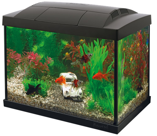Goldfisch start set schwarz - start,