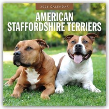 American Staffordshire Terriers - American Staffordshire Terrier 2026 - 16-Monat