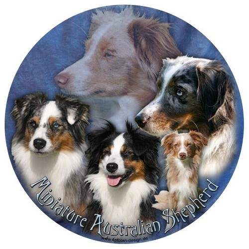 Miniature australian shepherd - miniature,