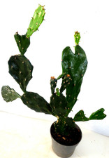 Opuntia Jamaicensis -