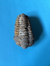Trilobit - Devon - 410