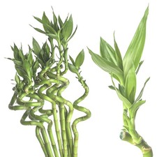 Glücksbambus Lucky Bamboo Echte Zweige Dracaena Sanderiana Div Grössen Gedreht