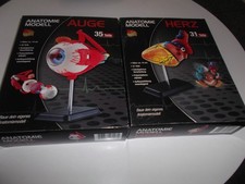 4 x Anatomie Modelle (Torso -