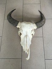 Stierschädel BUFFALO SKULL echt Knochen Büffel Schädel NATUR DEKO