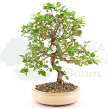 BONSAI  Steinweichsel 'Prunus