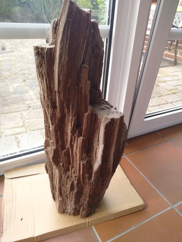 Verkieseltes holz aus dem - verkieseltes,