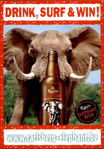 Carlsberg bier drink surf - -, drink,