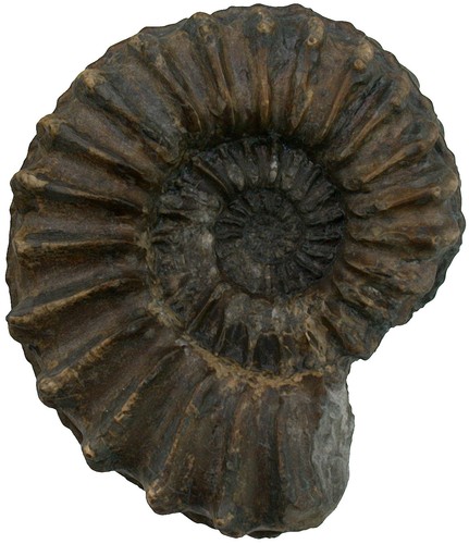 Lias großer pleuroceras - lias,