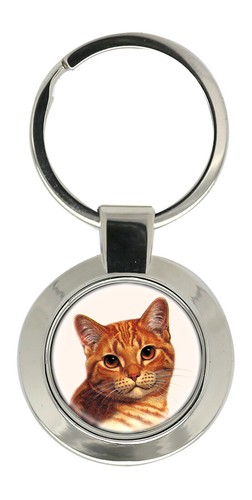 Ginger shorthair katze - shorthair,