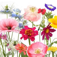 20 Servietten Wildflower