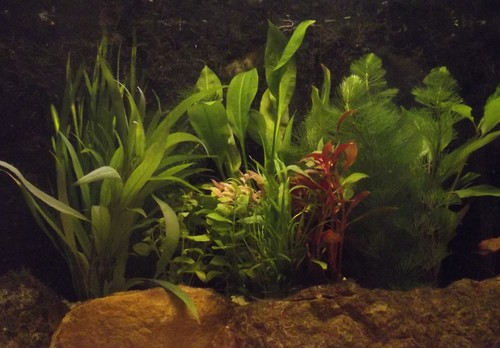 Aquariumpflanzen set 50 - set, xl