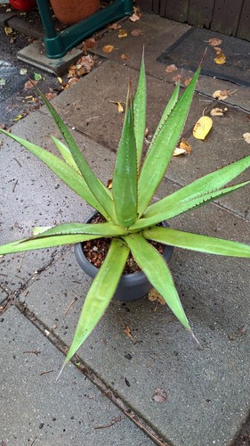 Agave impressa sehr selten - , als