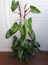 Philodendron 'Red Emerald' 100
