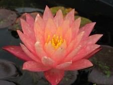 Seerose nymphaea wanvisa - nymphaea,