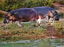 Wildlife * Zoo *  NILPFERD