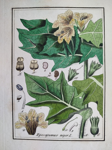 Bilsenkraut hyoscyamus - hyoscyamus,