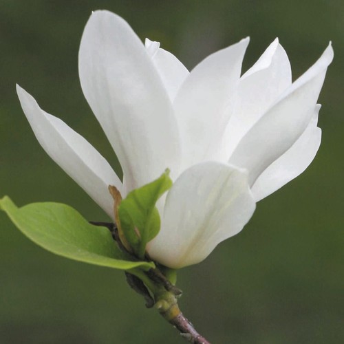 Magnolie alba superba - magnolie,