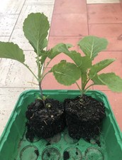 Ewiger kohl winterhart - 2x,