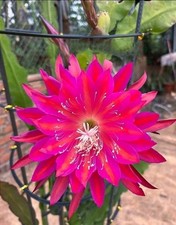 Epiphyllum "NOID", grosse, kräftige junnge Pflanze zu verkaufen