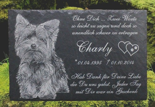 Yorkshire terrier - yorkshire,