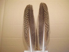 2 gestreifte Pfauenfedern,  36  cm