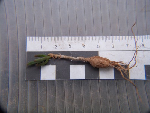 Delosperma bosseranum - ,