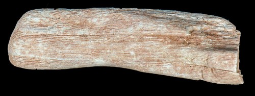 Versteinertes holz myanmar - holz,