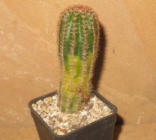 Lobivia sp. Variegata EB-KA455-T5 Echinopsis Kaktus Pflanze Kakteen Zimmer
