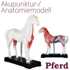Akupunktur Anatomie Figur TCM Modell Pferd Tier Muskelmodell MedMod