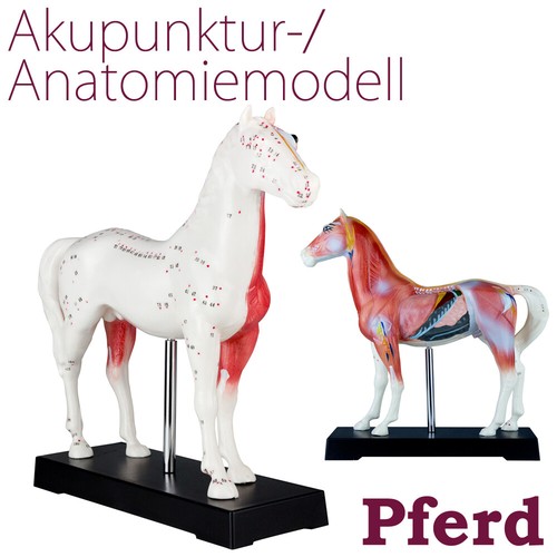 Akupunktur anatomie figur - figur, tcm