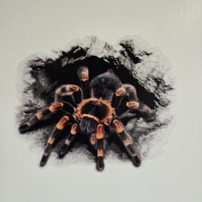 Aufkleber Sticker Tarantel