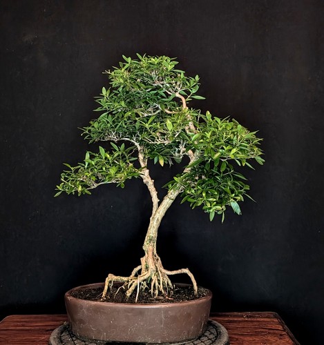 Bonsai junischnee serissa - bonsai,