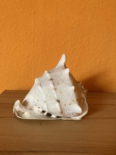 Imposante Meeresmuschel bzw