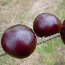 Black Amber Japanische Pflaume