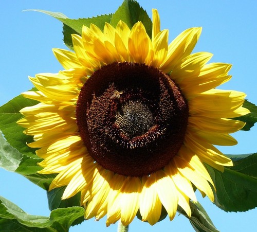 Samen riesen sonnenblume - 50, riesen-sonnenblume
