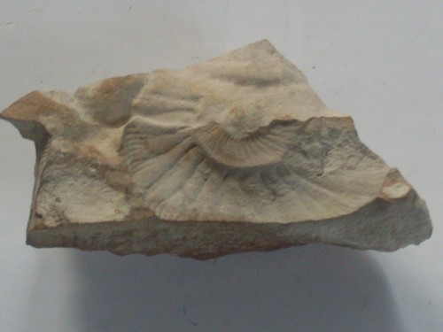 Alte versteinerung 5 cm - versteinerung, ca.9,5
