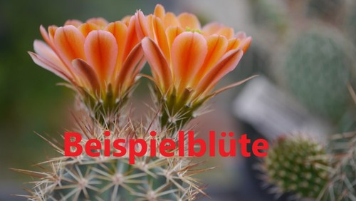 Echinocereus roetteri - echinocereus, x