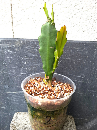 Ableger kaktus - ableger,
