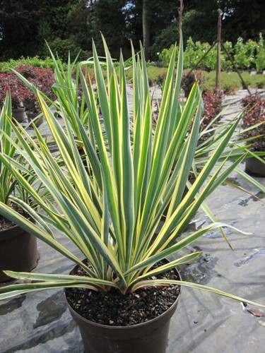 Yucca filamentosa bright edge - yucca,