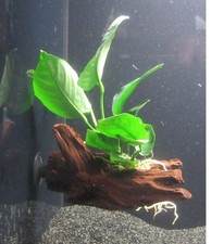 Wurzel+Saugnapf m. Anubias barteri - Speerblatt Aquarienpflanze Aquarium Barsch
