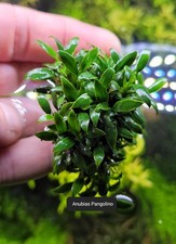  Aquariumpflanze / Anubias Pangolino / Ableger 20 Blätter 🪷🌻🌷🌼🌻🪻