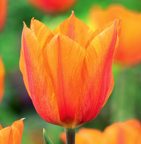 Tulpen blumenzwiebeln zwiebeln - blumenzwiebeln,
