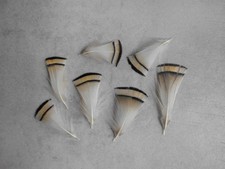 15  gestreifte  Fasanen